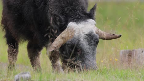 Muskox-(Ovibos-moschatus,-in-Latin-musky-sheep-ox),-also-spelled-musk-ox-and-musk-ox,-plural-muskoxen-or-musk-oxen-is-a-hoofed-mammal-of-the-family-Bovidae.