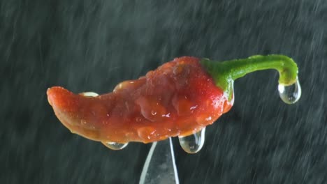 close up of wet red chili pepper on a knife on a black background with and without rain