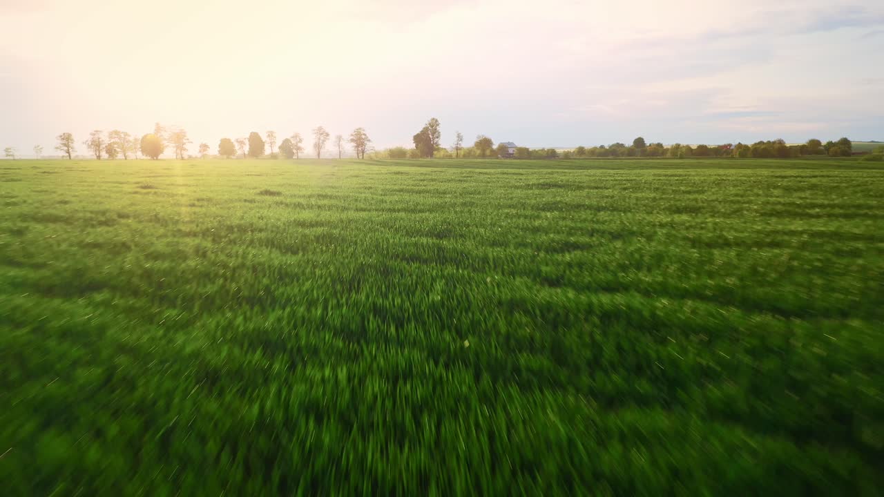 una antena del amplio campo de plantación verde durante un día soleado