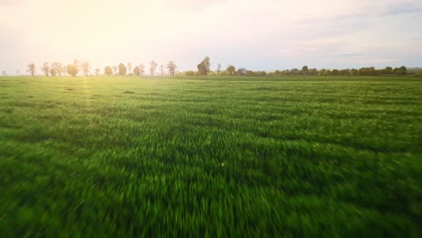 Vista-Aérea-Del-Amplio-Campo-De-Plantación-Verde-Durante-Un-Día-Soleado.