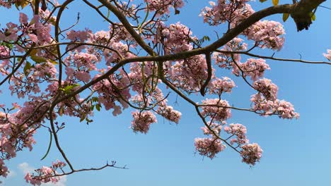 pink tabebuya flowers on the trees with blue sky on the background