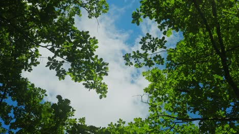 Toma-En-ángulo-Bajo-De-Nubes-En-Movimiento-A-Través-De-Las-Hojas-Verdes-De-Un-Roble-En-Un-Clima-Ventoso