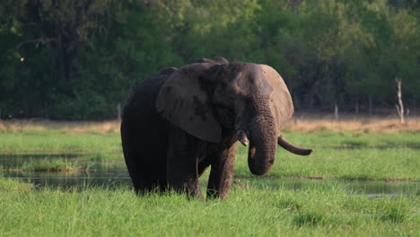 african elephant eating grass near the pond - wide shot