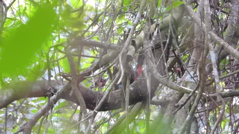 Colorful-Keel-Billed-Toucan,-large-bird,-searching-for-food-behind-some-rainforest-tree-branches