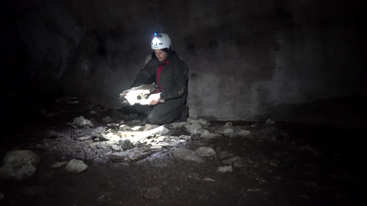 Caver examining pile of bones from skeleton of extinct giant moa bird on floor of New Zealand cave.