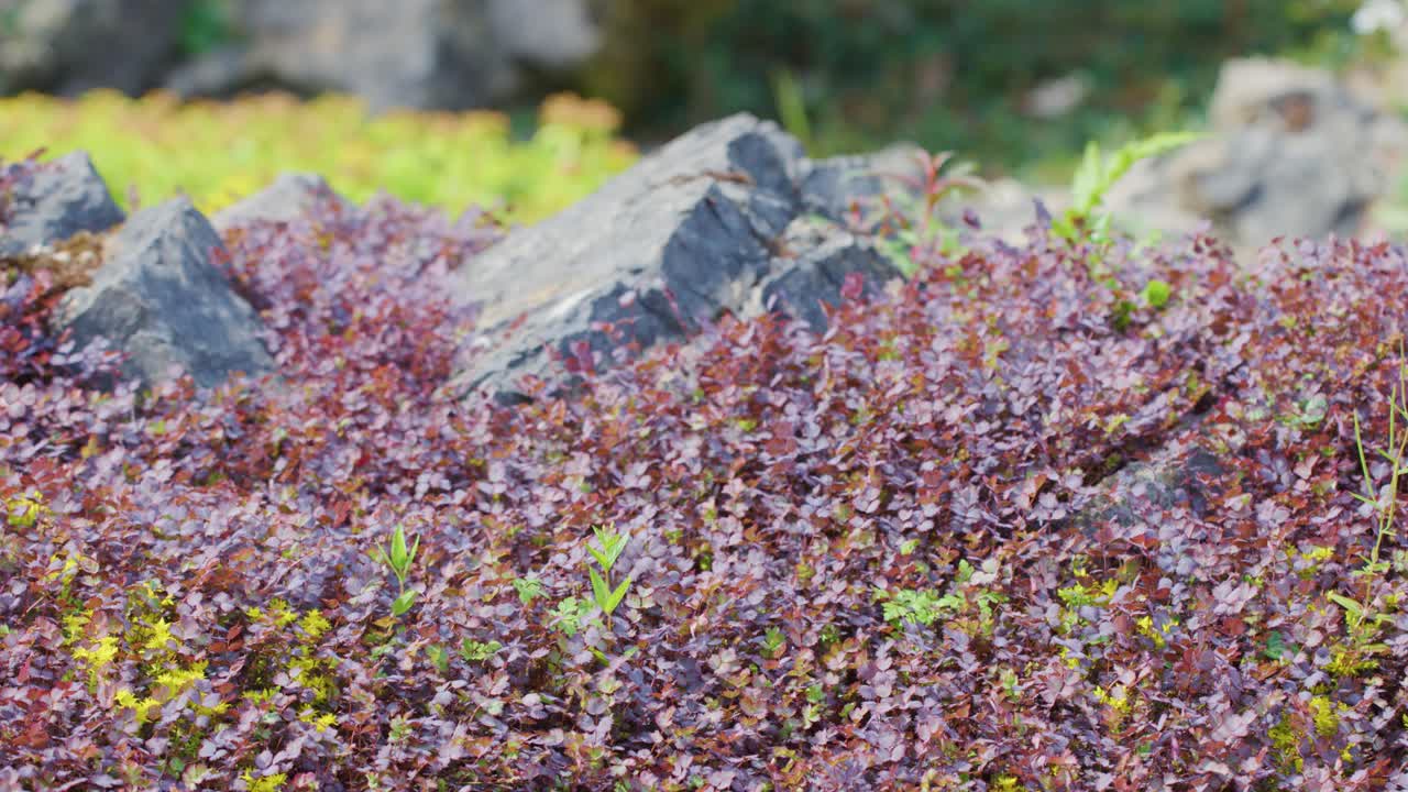 Purple ground cover plants and rocks move softly in natural daylight with subtle wind motion