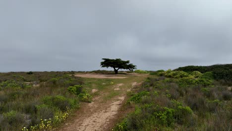 Dolly-En-Toma-Aérea-De-Un-Gran-árbol-En-Un-Día-Tormentoso-Nublado-Gris-En-Segundo-Plano.