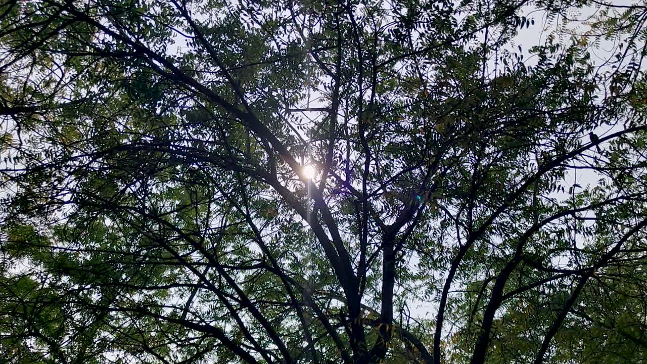 Vista hacia arriba de la luz solar filtrándose a través del dosel frondoso de los árboles, creando suaves rayos. Ideal para visuales de bienestar, fondos de naturaleza, temas de relajación y narrativa ambiental.