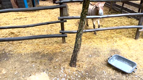 Little-donkey-attempting-to-reach-its-food,-nibbling-at-the-barriers-in-its-way