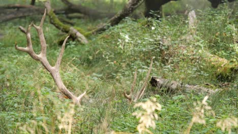 Weißlippiger-Hirsch-Oder-Thoroldshirsch,-Der-Im-Hohen-Gras-In-Einem-Leicht-Bewaldeten-Gebiet-Liegt-Und-Nur-Teile-Seines-Kopfes-Und-Seines-Majestätischen-Hirschgeweihs-Zeigt