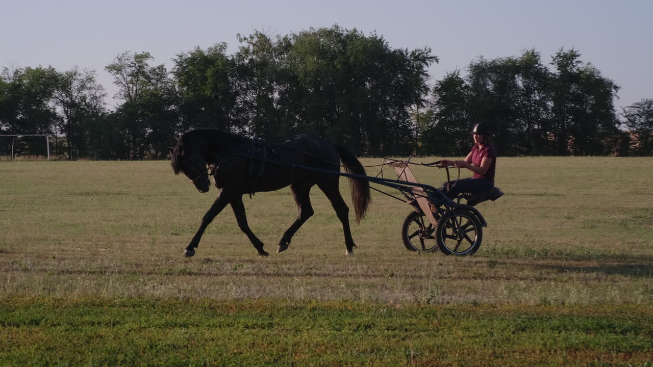 entrenamiento de caballos y carruajes en un campo