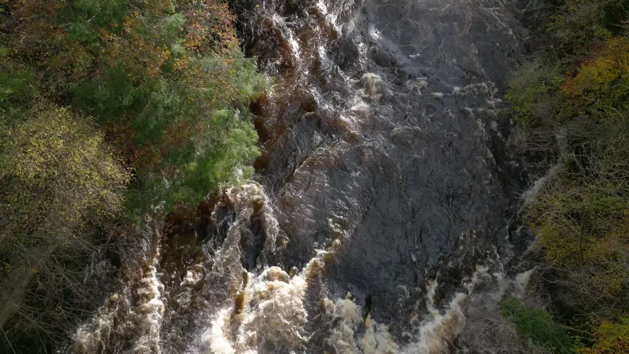 imágenes de drones directamente sobre un río embravecido mientras dos garzas grises vuelan a lo largo del río y entre los árboles de colores otoñales en el desfiladero circundante