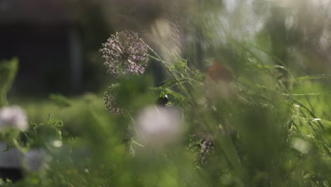 Closeup-footage-of-red-wild-flower-blowing-in-the-wind