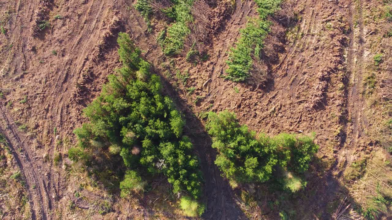 Luftfoto ovenfra af et lille skovstykke efter skovrydning, der viser den rå indvirkning af skovhugst og miljøødelæggelse. Klimaforandringer, industriel påvirkning, miljøbevarelse.