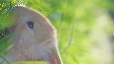 cute little rabbits on green grass, white little rabbit