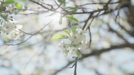 Flores-De-Manzana-Durante-La-Primavera,-En-Cámara-Lenta