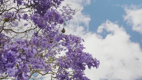 Australia-jacaranda-trees-blossom-in-newfarm-park,-Queensland,-Australia