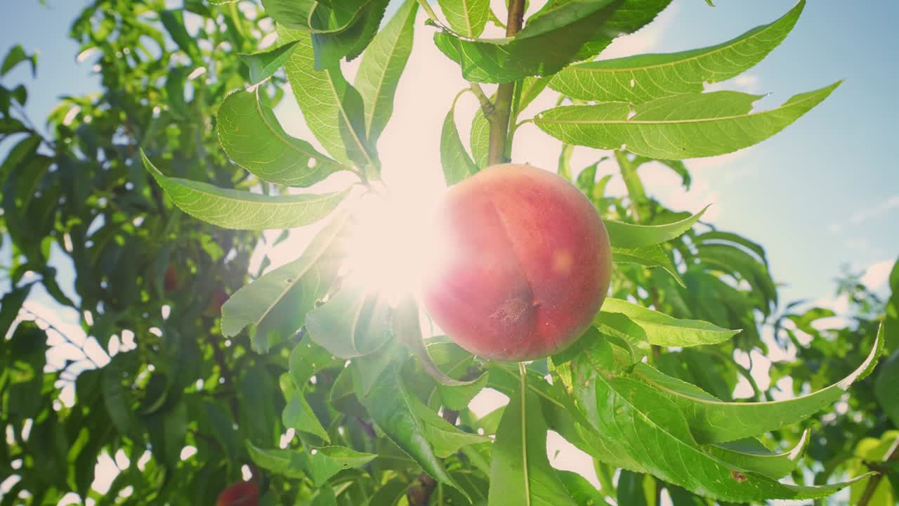 Big juicy peaches on the tree. Fabulous orchard. Fruits ripen in the sun