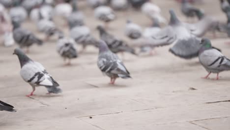 Bandada-De-Palomas-Pasea-Lentamente-Por-La-Calle-Urbana,-Vista-En-Cámara-Lenta