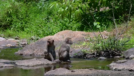 i macachi dalla coda lunga sono le scimmie più facili da trovare in thailandia poiché sono presenti nei complessi di templi, nei parchi nazionali e persino nei villaggi e nelle città