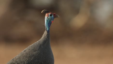 closeup of a helmeted guinea fowl while calling, mashatu game reserve.