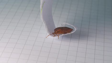 orange stink bug insect resting on piece of paper