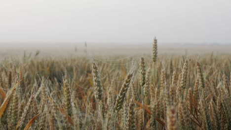 field of wheat or rye, ready for harvest, ears in morning light, foggy morning, dew in field, cobweb