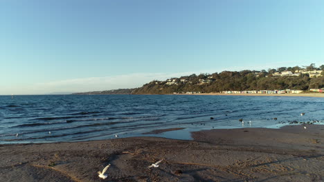 Gaviotas-Bañándose-En-Aguas-Poco-Profundas-Y-Comenzando-A-Batir-Sus-Alas-Mientras-Vuelan-Sobre-La-Costa