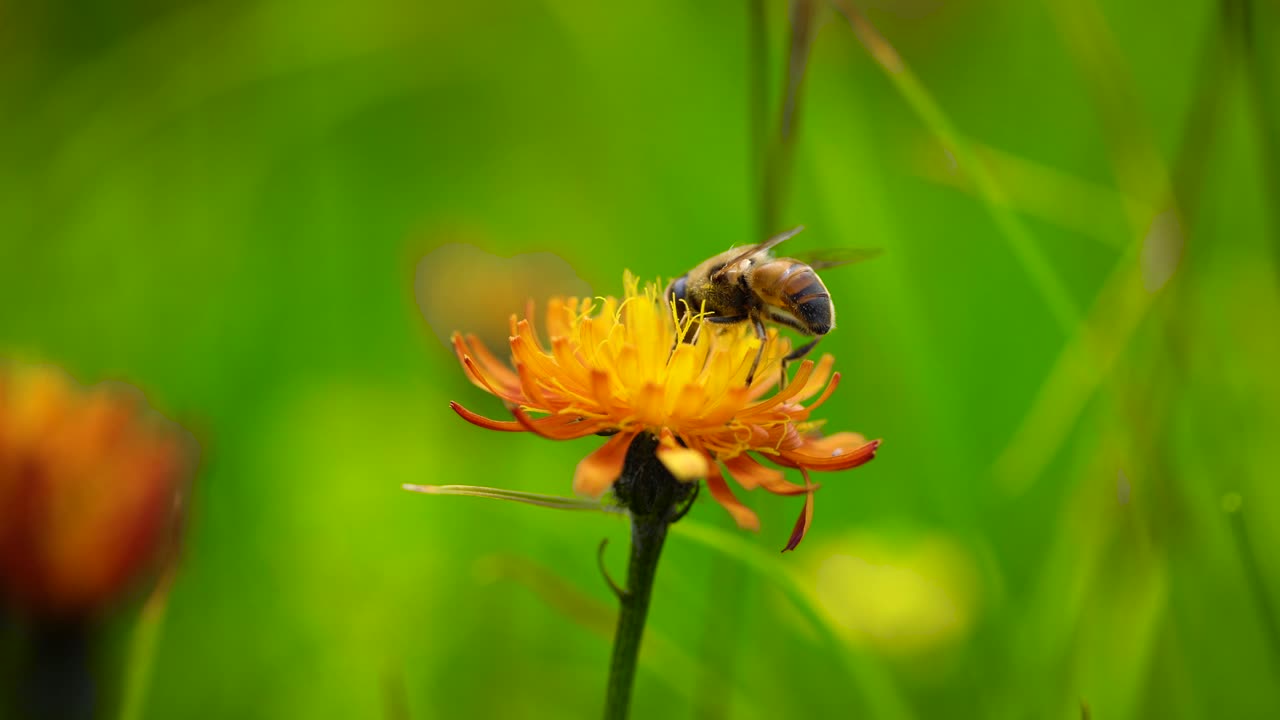 la avispa recoge el néctar de la flor crepis alpina.
