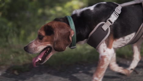 perro beagle caminando por un sendero arbolado en verano
