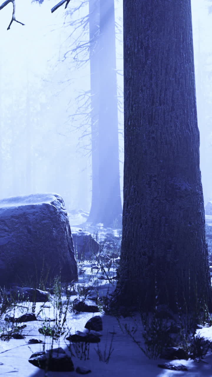Light shines through trees in a snowy forest landscape near mountains
