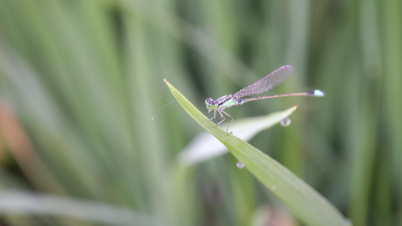 damselfly en el campo de arroz verde.