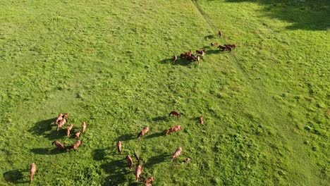 Aerial-drone-video,-flying-over-a-herd-of-horses