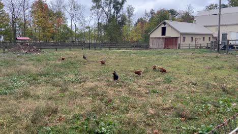 hens and chickens raised on organic farm - wide