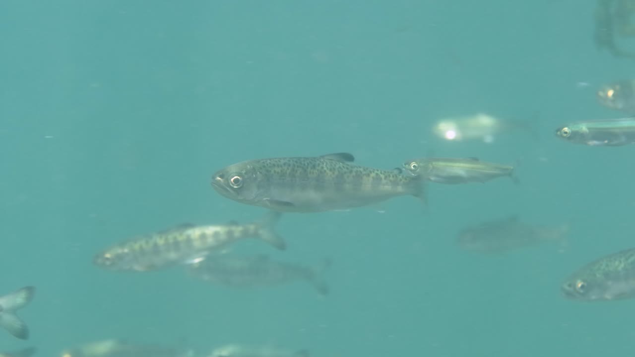 소년 소 (chinook salmon) 는 바다에서 발견된다.