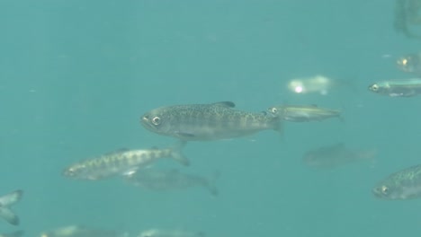 juvenile chinook salmon in the ocean