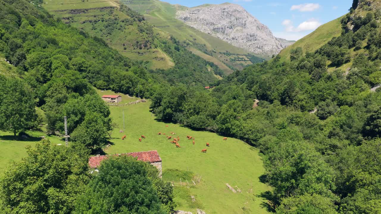 Luchtfoto van koeien die grazen in een weelderige groene bergvallei.