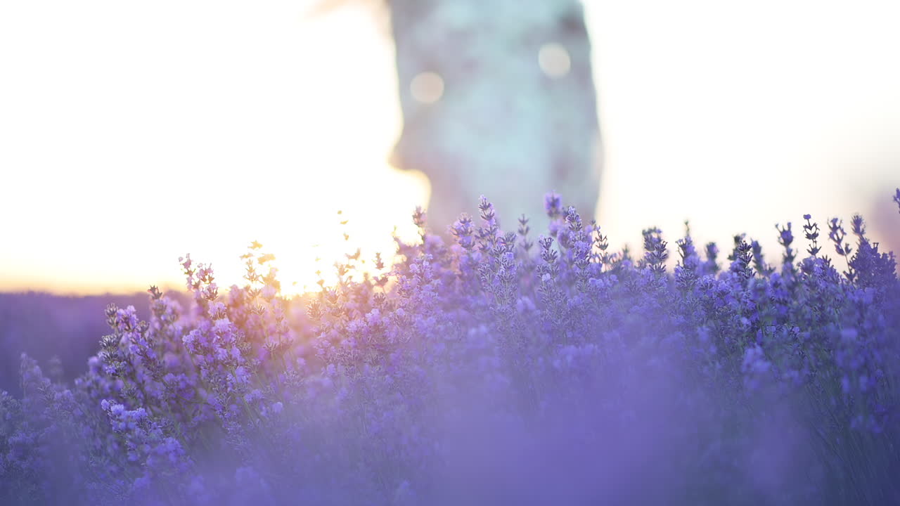 Close up of lavender flowers in full bloom with a blurred woman in a floral dress walking in the background