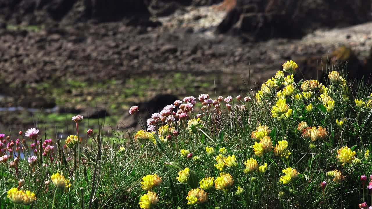 Cliff top flowers in summer with beach in background Copper Coast waterford ireland