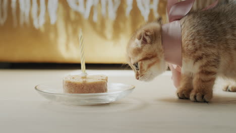 The-kitten-eats-a-birthday-cake-with-one-candle.-Pet's-birthday