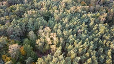 Drone-shot-of-trees-in-the-park