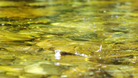 Fisch-Im-Angelhaken-Gefangen