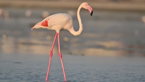 Zugvögel,-Rosaflamingos,-Die-Bei-Ebbe-Im-Flachen-Meerwasser-Sumpfland-Wandern---Bahrain