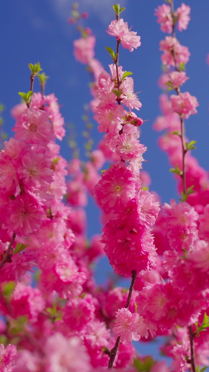 Vibrant pink blossoms sway gently against a clear blue sky. Delicate petals frame slender branches with tender green leaves. Sunlight enhances each bloom's soft, living hue