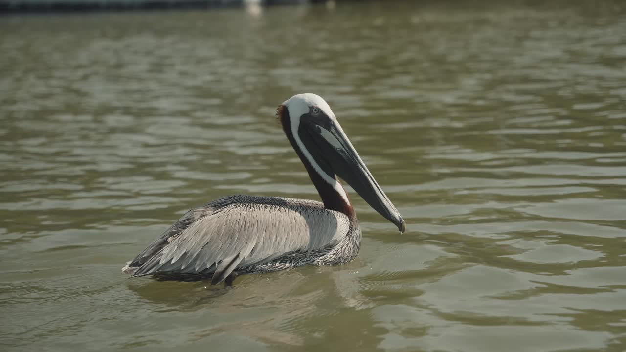 Lone pelican swimming in a lake at day time. Tracking shot