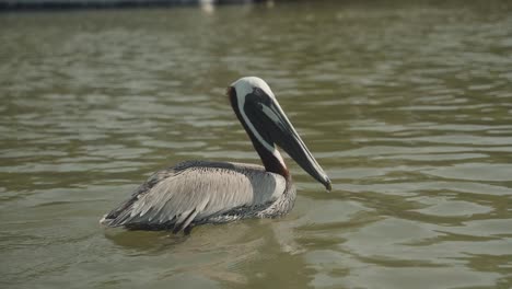 lone pelican swimming in a lake at day time. tracking shot