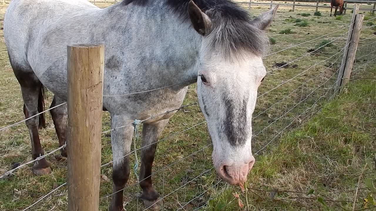 curioso caballo de granja vallado de pie en la pradera rural al amanecer.