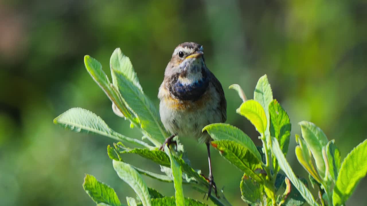 Bluethroat Perched On Plant Leaf Outside Looking Around