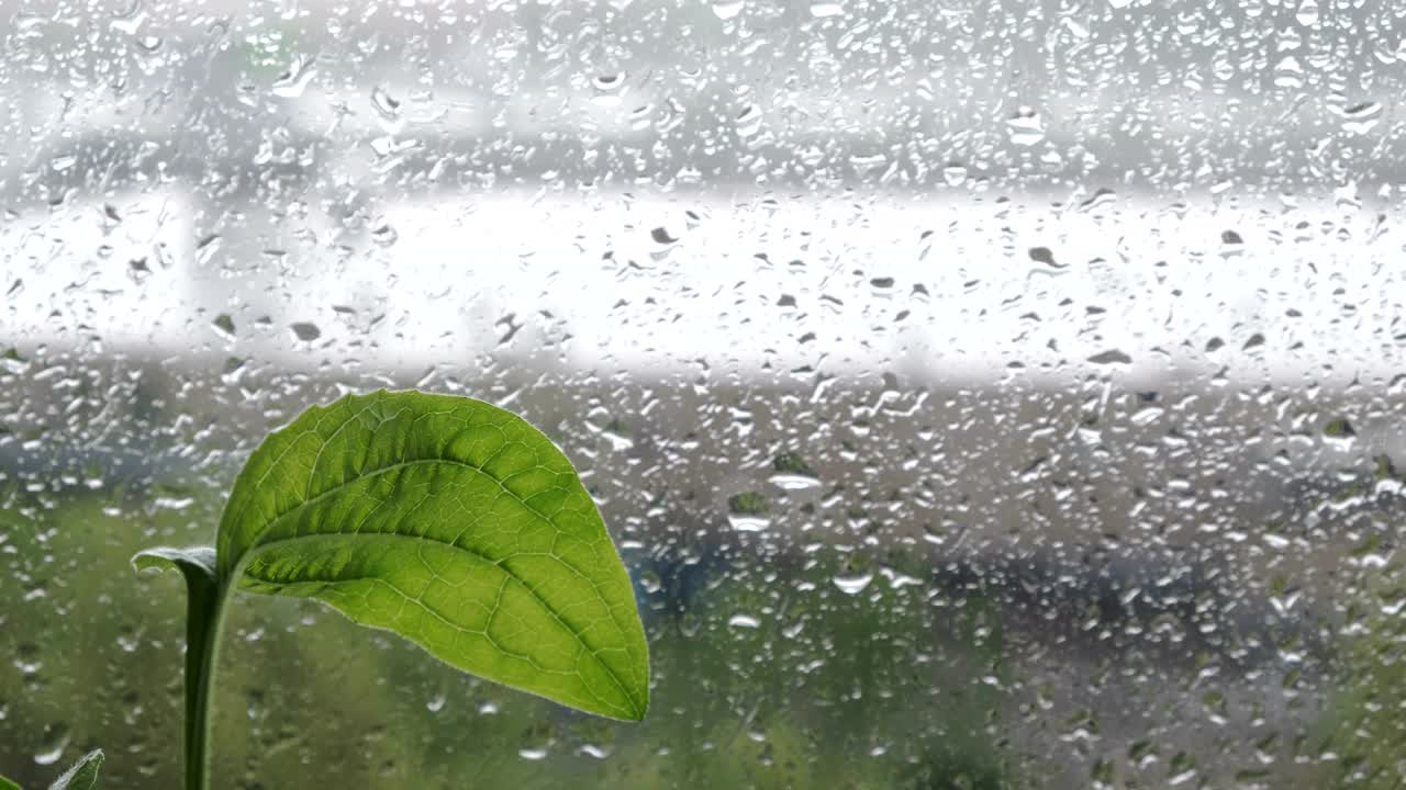 비방울이 있는 비디오 클립 유리 창문