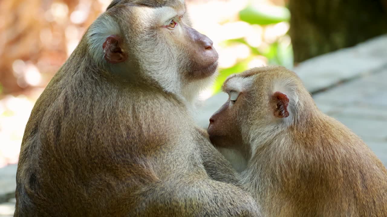 Two southern pig-tailed macaques engage in grooming behavior in a sunlit forest setting in Phuket, Thailand